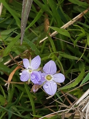 Veronica gracilis