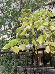 Catalpa bignonioides