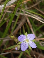 Veronica gracilis