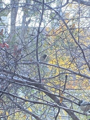 Junco hyemalis mearnsi