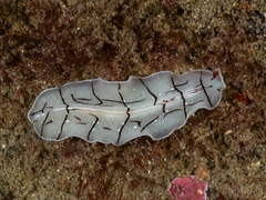 Eurylepta californica