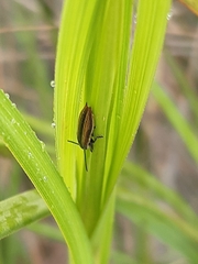 Eurispa vittata