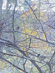 Junco hyemalis mearnsi