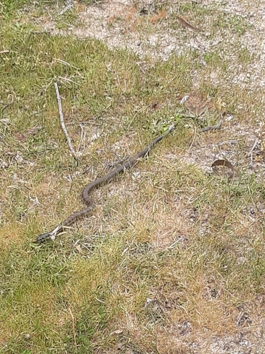 Tiger Snake sighting