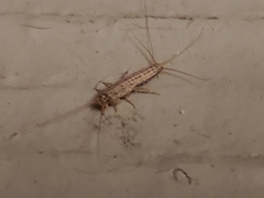 Ctenolepisma lineatum