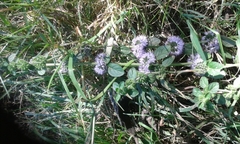 Mentha pulegium