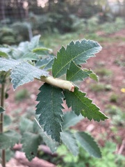 Biston betularia