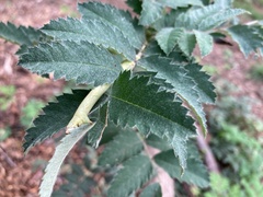 Biston betularia