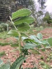 Biston betularia