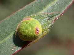 Araneus circulissparsus