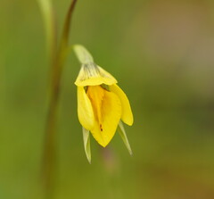 Diuris chryseopsis