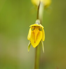Diuris chryseopsis