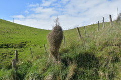 Coprosma crassifolia