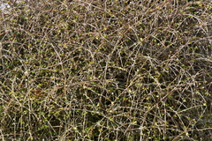 Coprosma crassifolia