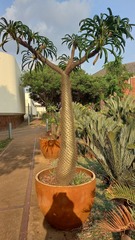 Pachypodium lamerei