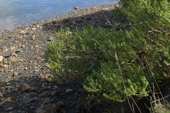 Veronica elliptica