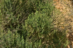 Veronica elliptica