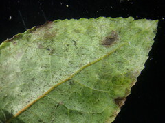 Podosphaera myrtillina