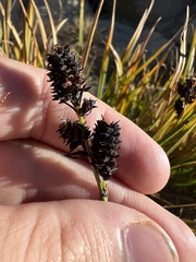 Carex scopulorum