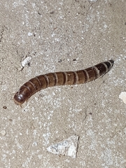 Tenebrio obscurus