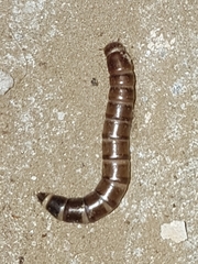 Tenebrio obscurus