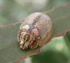 Paropsisterna