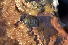 Chiton glaucus