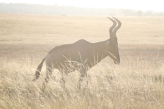 Alcelaphus buselaphus caama