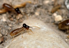 Tenuirostritermes