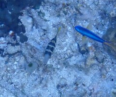 Paraluteres prionurus