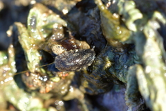 Onchidella nigricans