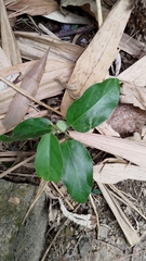 Vincetoxicum hirsutum