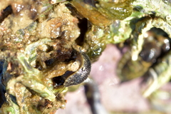 Onchidella nigricans