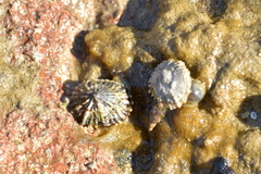 Siphonaria australis