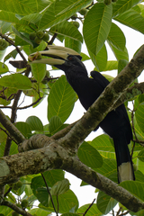 Anthracoceros malayanus