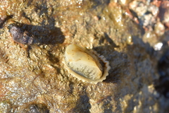 Siphonaria australis