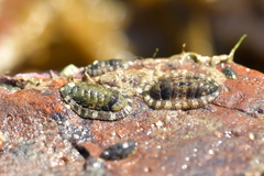 Sypharochiton pelliserpentis