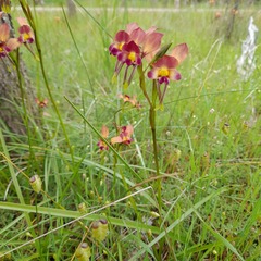 Diuris longifolia