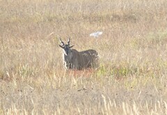 Tragelaphus oryx oryx