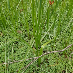 Diuris longifolia
