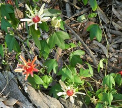 Passiflora aurantia