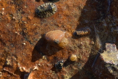 Borniola reniformis