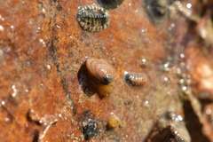 Borniola reniformis
