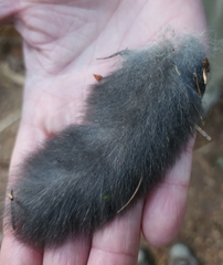 Glaucomys oregonensis