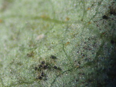 Podosphaera myrtillina