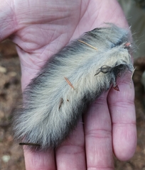 Glaucomys oregonensis