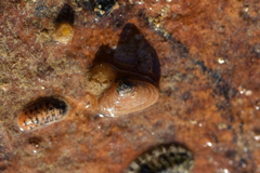 Borniola reniformis