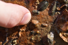 Borniola reniformis