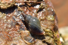 Buccinulum littorinoides