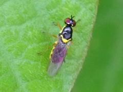 Acanthasargus flavipes